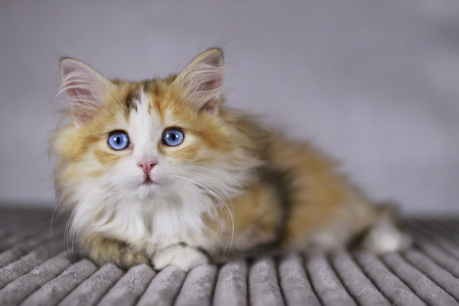 rote Katze mit blauen Augen