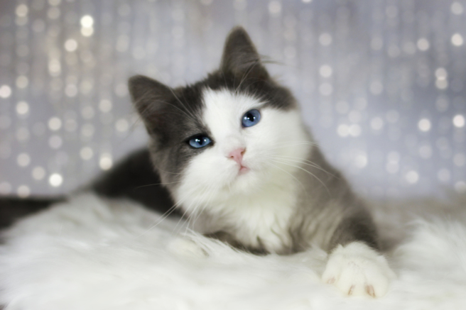 blaue Katze mit blauen Augen