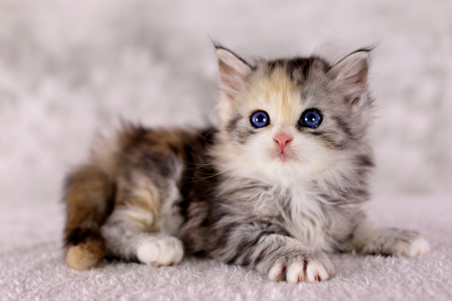 Bunte Katze  mit blauen Augen, Glückskatze  mit blauen Augen